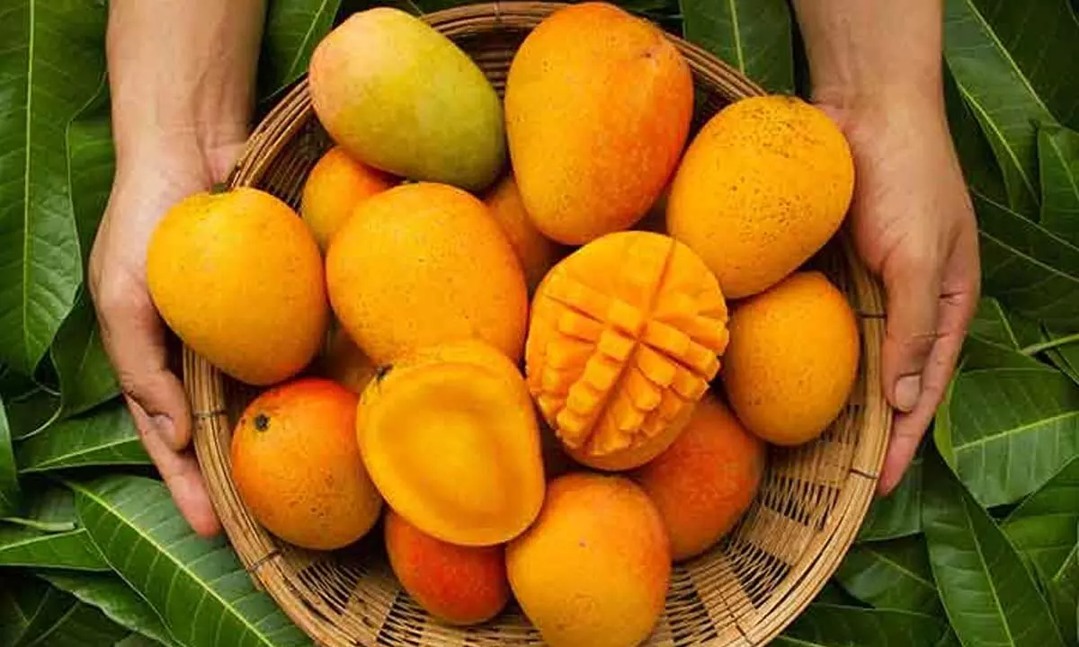 Embracing the Mango: A Bounty of Health Benefits